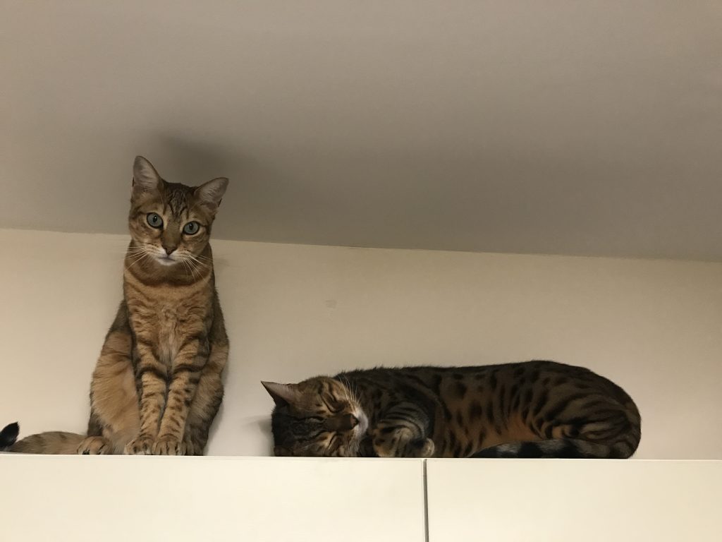 Cat Sitter London